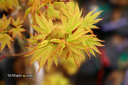 - Acer palmatum Kryptonite™ Japanese Maple - Mr Maple │ Buy Japanese Maple Trees