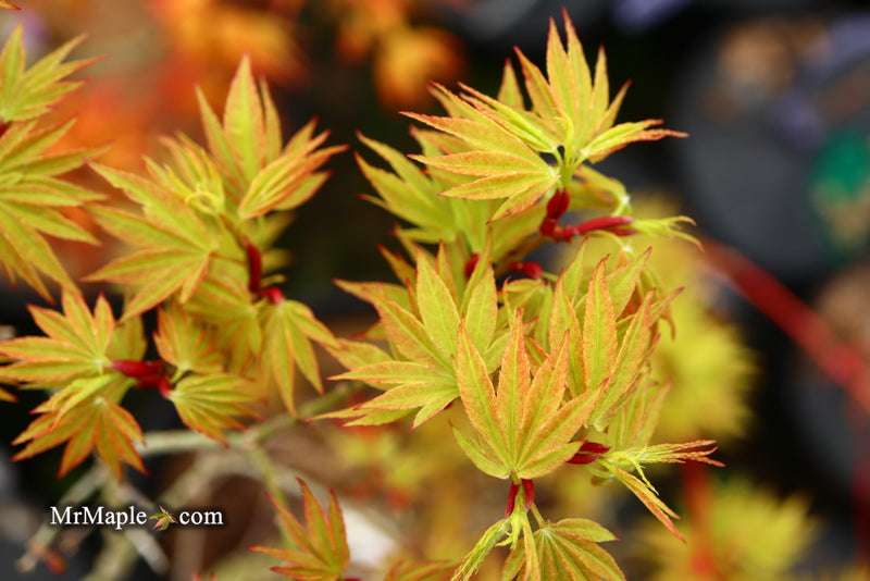 - Acer palmatum Kryptonite™ Japanese Maple - Mr Maple │ Buy Japanese Maple Trees