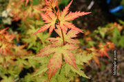 - Acer palmatum 'Ramona' Rare Japanese Maple - Mr Maple │ Buy Japanese Maple Trees