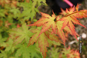 - Acer palmatum 'Ramona' Rare Japanese Maple - Mr Maple │ Buy Japanese Maple Trees