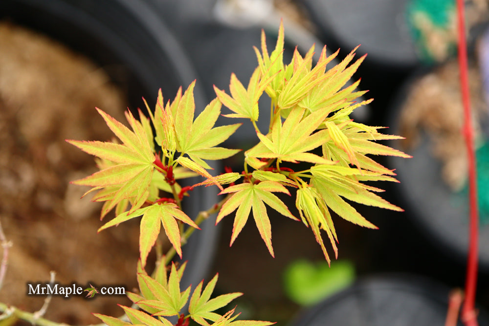Acer palmatum Kryptonite™ Japanese Maple