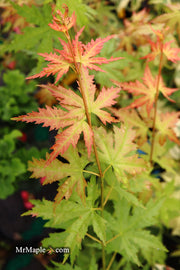 - Acer palmatum 'Ramona' Rare Japanese Maple - Mr Maple │ Buy Japanese Maple Trees