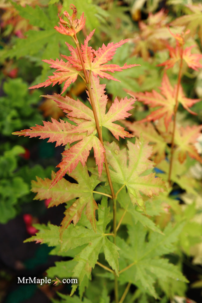 - Acer palmatum 'Ramona' Rare Japanese Maple - Mr Maple │ Buy Japanese Maple Trees
