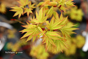 - Acer palmatum Kryptonite™ Japanese Maple - Mr Maple │ Buy Japanese Maple Trees