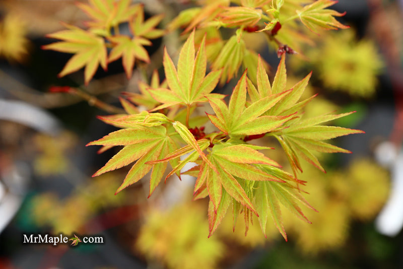 - Acer palmatum Kryptonite™ Japanese Maple - Mr Maple │ Buy Japanese Maple Trees