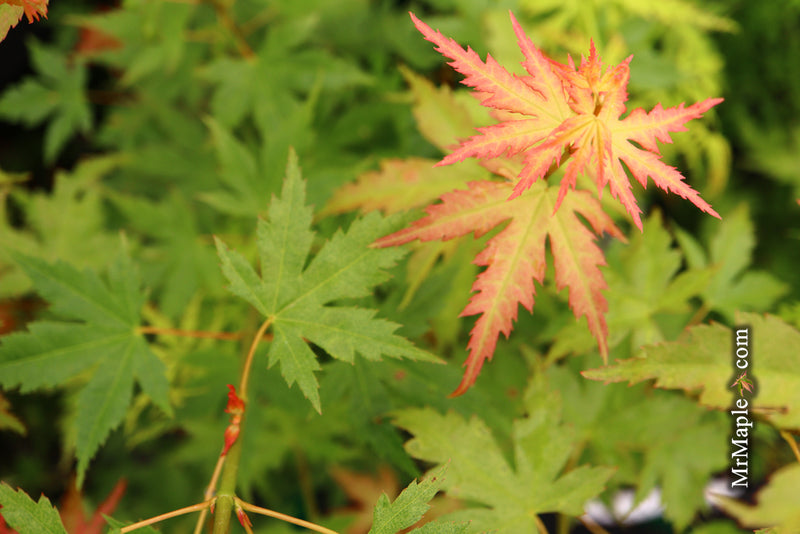 - Acer palmatum 'Ramona' Rare Japanese Maple - Mr Maple │ Buy Japanese Maple Trees