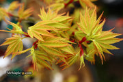 - Acer palmatum Kryptonite™ Japanese Maple - Mr Maple │ Buy Japanese Maple Trees