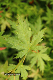 - Acer palmatum 'Ramona' Rare Japanese Maple - Mr Maple │ Buy Japanese Maple Trees