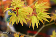 - Acer palmatum Kryptonite™ Japanese Maple - Mr Maple │ Buy Japanese Maple Trees