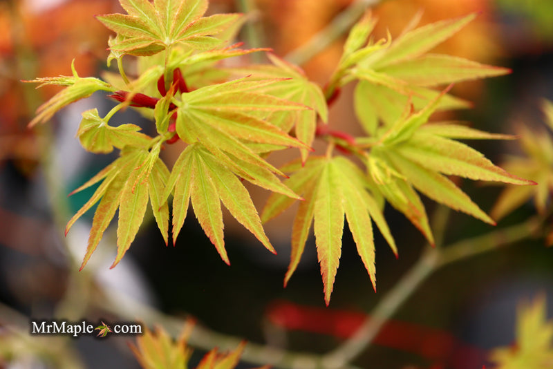 - Acer palmatum Kryptonite™ Japanese Maple - Mr Maple │ Buy Japanese Maple Trees