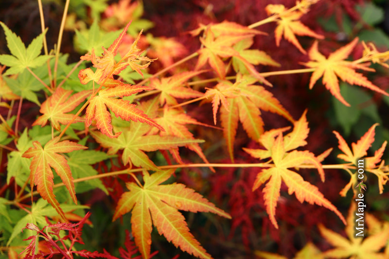 - Acer palmatum 'Kristin's Star' Japanese Maple - Mr Maple │ Buy Japanese Maple Trees