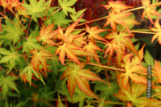 - Acer palmatum 'Kristin's Star' Japanese Maple - Mr Maple │ Buy Japanese Maple Trees