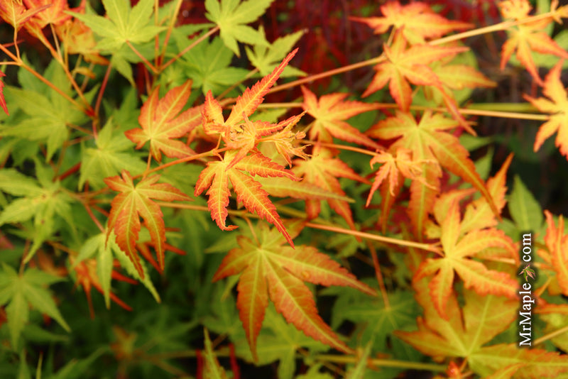 - Acer palmatum 'Kristin's Star' Japanese Maple - Mr Maple │ Buy Japanese Maple Trees