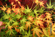 - Acer palmatum 'Kristin's Star' Japanese Maple - Mr Maple │ Buy Japanese Maple Trees