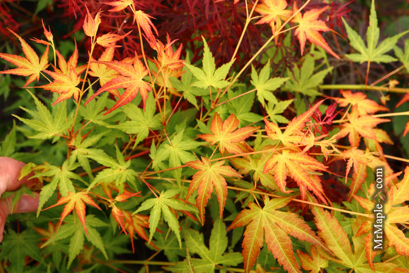 - Acer palmatum 'Kristin's Star' Japanese Maple - Mr Maple │ Buy Japanese Maple Trees