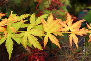 - Acer palmatum 'Kristin's Star' Japanese Maple - Mr Maple │ Buy Japanese Maple Trees
