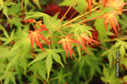 - Acer palmatum 'Kristin's Star' Japanese Maple - Mr Maple │ Buy Japanese Maple Trees