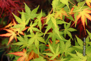 - Acer palmatum 'Kristin's Star' Japanese Maple - Mr Maple │ Buy Japanese Maple Trees