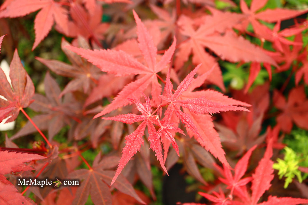 Acer palmatum 'Dark Ghost' Japanese Maple