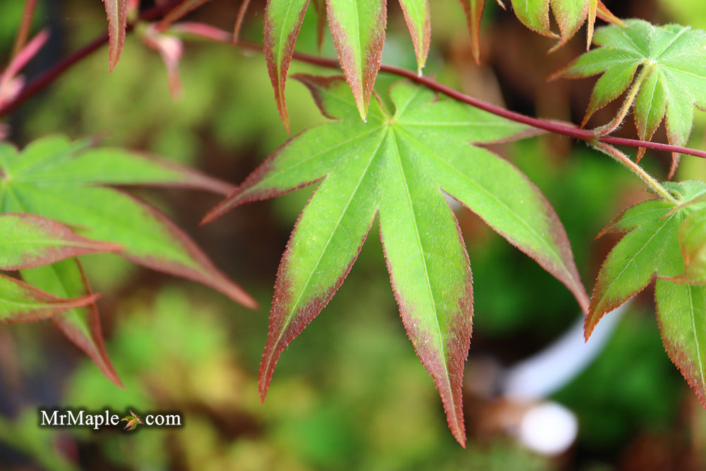 Acer palmatum 'Shigarami' Japanese Maple