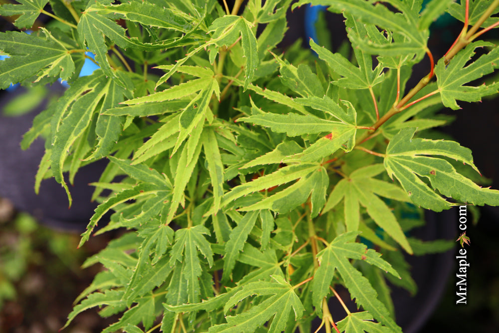 Acer palmatum Kryptonite™ Japanese Maple