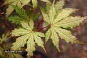 - Acer palmatum 'Nebula' Variegated Japanese Maple - Mr Maple │ Buy Japanese Maple Trees