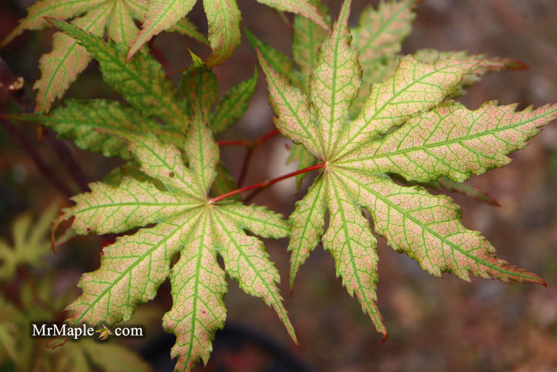 - Acer palmatum 'Nebula' Variegated Japanese Maple - Mr Maple │ Buy Japanese Maple Trees