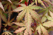 - Acer palmatum 'Nebula' Variegated Japanese Maple - Mr Maple │ Buy Japanese Maple Trees
