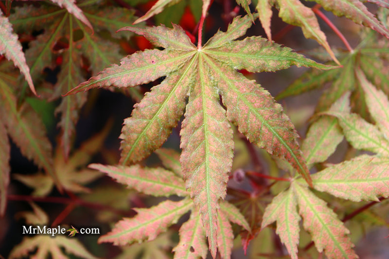 - Acer palmatum 'Nebula' Variegated Japanese Maple - Mr Maple │ Buy Japanese Maple Trees