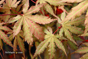 - Acer palmatum 'Nebula' Variegated Japanese Maple - Mr Maple │ Buy Japanese Maple Trees