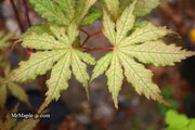 - Acer palmatum 'Nebula' Variegated Japanese Maple - Mr Maple │ Buy Japanese Maple Trees