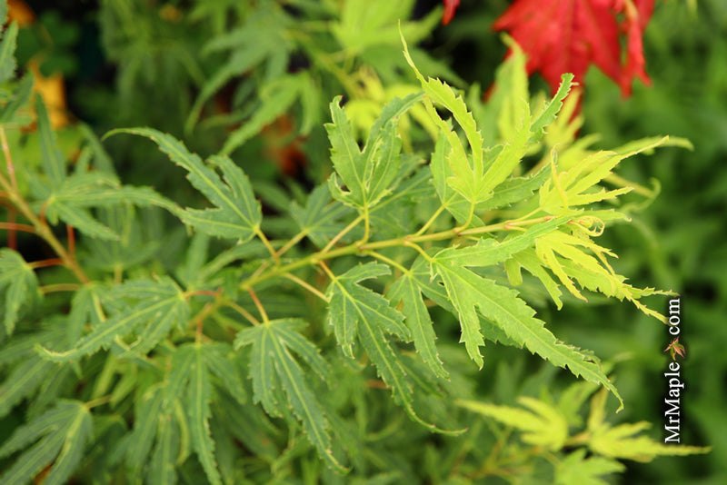 - Acer palmatum Kryptonite™ Japanese Maple - Mr Maple │ Buy Japanese Maple Trees