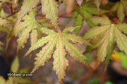 - Acer palmatum 'Nebula' Variegated Japanese Maple - Mr Maple │ Buy Japanese Maple Trees