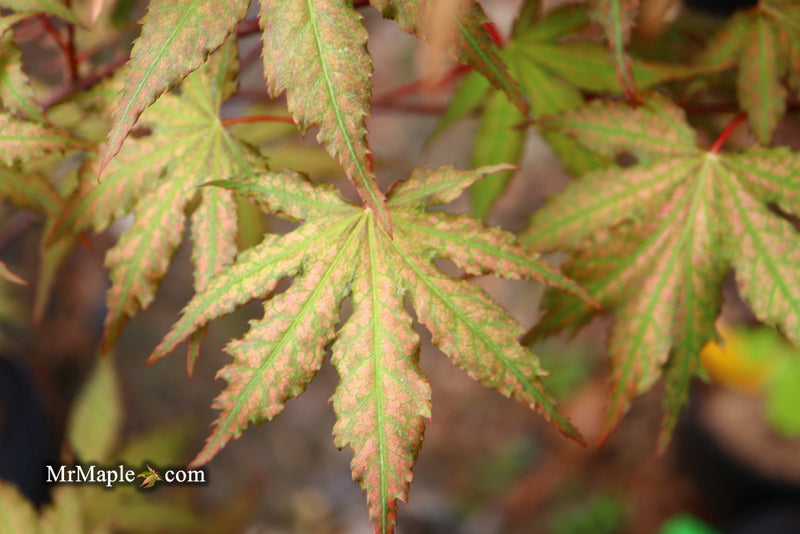 - Acer palmatum 'Nebula' Variegated Japanese Maple - Mr Maple │ Buy Japanese Maple Trees