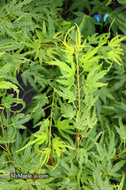- Acer palmatum Kryptonite™ Japanese Maple - Mr Maple │ Buy Japanese Maple Trees