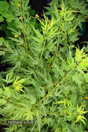 - Acer palmatum Kryptonite™ Japanese Maple - Mr Maple │ Buy Japanese Maple Trees