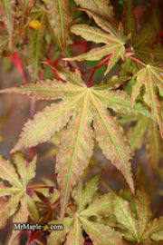 - Acer palmatum 'Nebula' Variegated Japanese Maple - Mr Maple │ Buy Japanese Maple Trees