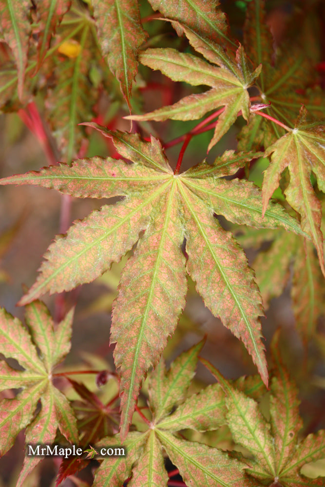 - Acer palmatum 'Nebula' Variegated Japanese Maple - Mr Maple │ Buy Japanese Maple Trees