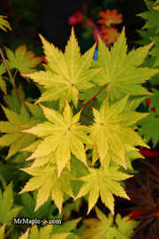 - Acer shirasawanum 'Jordan' Golden Full Moon Japanese Maple - Mr Maple │ Buy Japanese Maple Trees