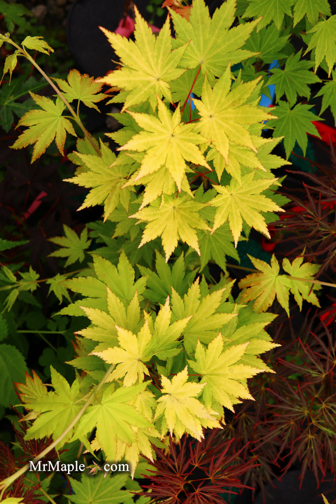 - Acer shirasawanum 'Jordan' Golden Full Moon Japanese Maple - Mr Maple │ Buy Japanese Maple Trees