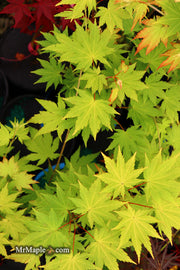 - Acer shirasawanum 'Jordan' Golden Full Moon Japanese Maple - Mr Maple │ Buy Japanese Maple Trees