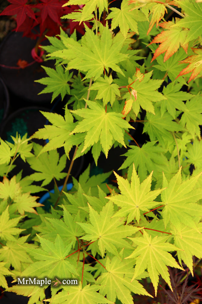 - Acer shirasawanum 'Jordan' Golden Full Moon Japanese Maple - Mr Maple │ Buy Japanese Maple Trees