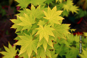- Acer shirasawanum 'Jordan' Golden Full Moon Japanese Maple - Mr Maple │ Buy Japanese Maple Trees