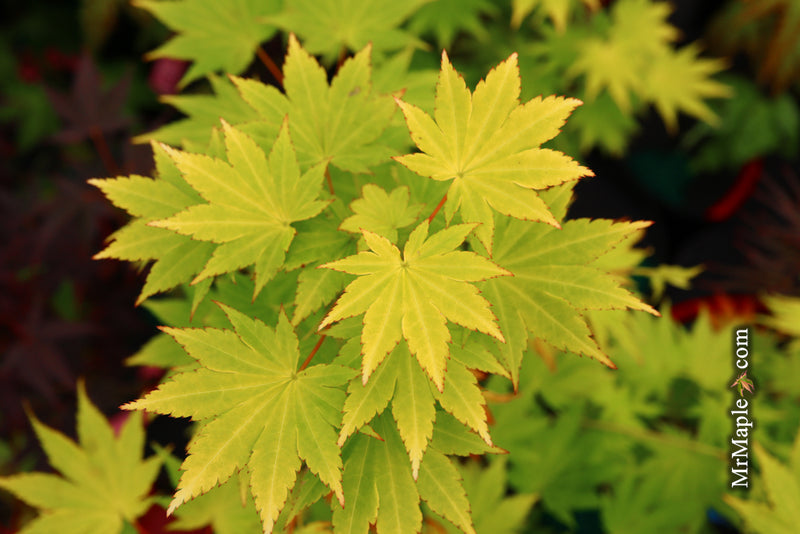 - Acer shirasawanum 'Jordan' Golden Full Moon Japanese Maple - Mr Maple │ Buy Japanese Maple Trees