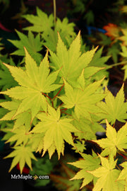 - Acer shirasawanum 'Jordan' Golden Full Moon Japanese Maple - Mr Maple │ Buy Japanese Maple Trees