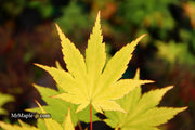 - Acer shirasawanum 'Jordan' Golden Full Moon Japanese Maple - Mr Maple │ Buy Japanese Maple Trees