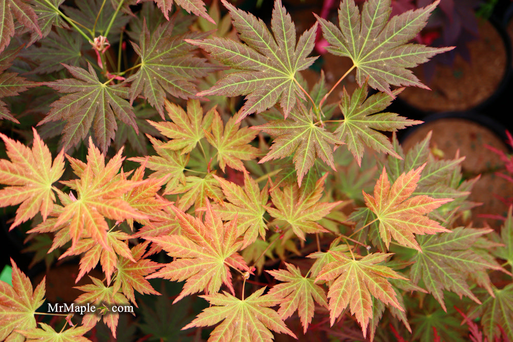 Acer shirasawanum 'Mirte' Full Moon Japanese Maple