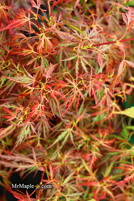 Acer palmatum 'Scarlet Princess' Miniature Japanese Maple
