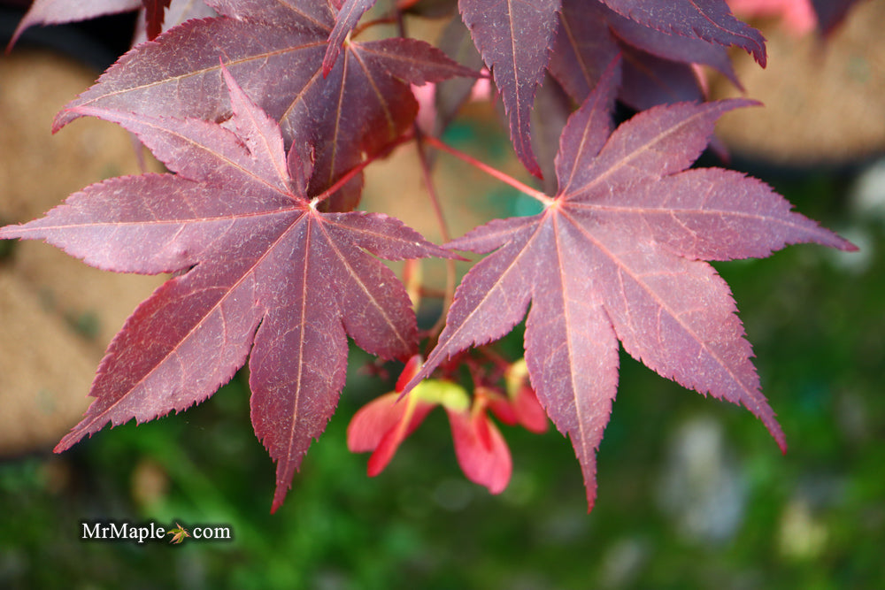 FOR PICKUP ONLY | Acer palmatum 'Beni hoshi' Ruby Stars Japanese Maple  | DOES NOT SHIP