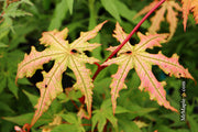 - Acer palmatum 'Ruby de Sofia’ Japanese Maple - Mr Maple │ Buy Japanese Maple Trees
